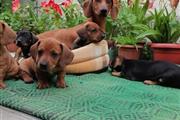 $528 : Dachshund Puppies for sale. thumbnail