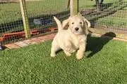 $420 : Gentle and Humble Golden Retri thumbnail