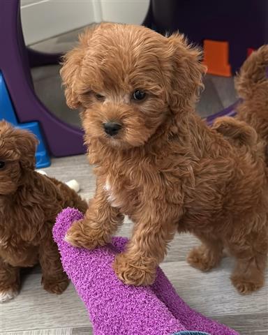 $500 : Cachorros cavapoo listos image 4