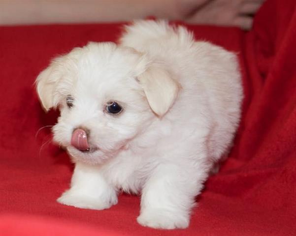 $550 : Super Adorable Maltese Puppies image 1
