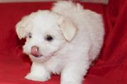 $550 : Super Adorable Maltese Puppies thumbnail