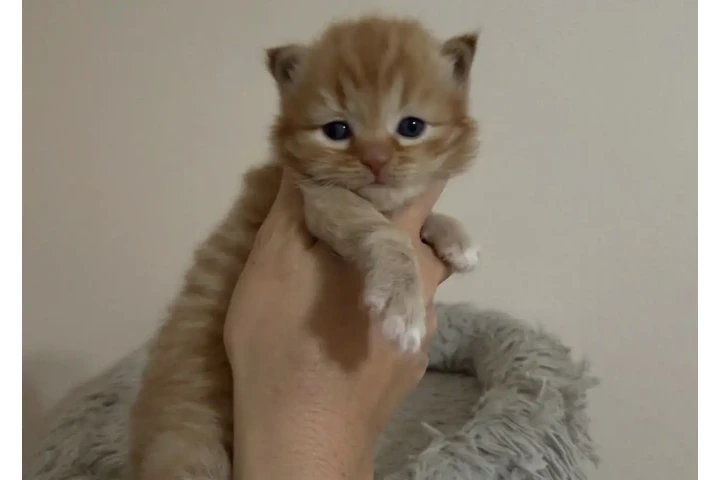 $180 : Young BSH available image 1