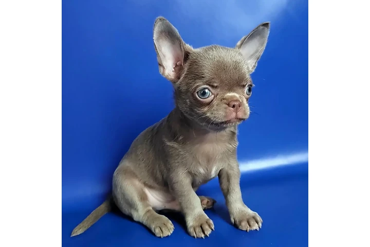 $400 : Adopta tu cachorro chihuahua image 6