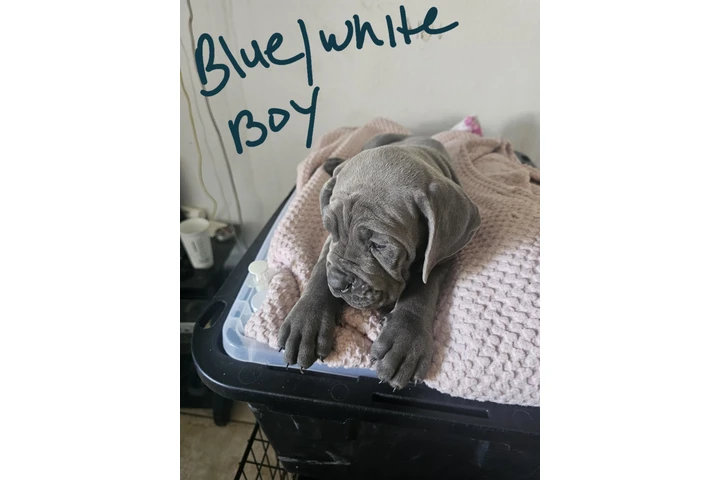 $600 : Cane corso image 10
