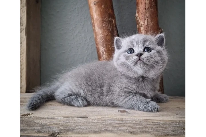 $210 : Boy BSH Available image 1