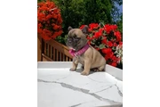 French bulldog puppies en Jersey City