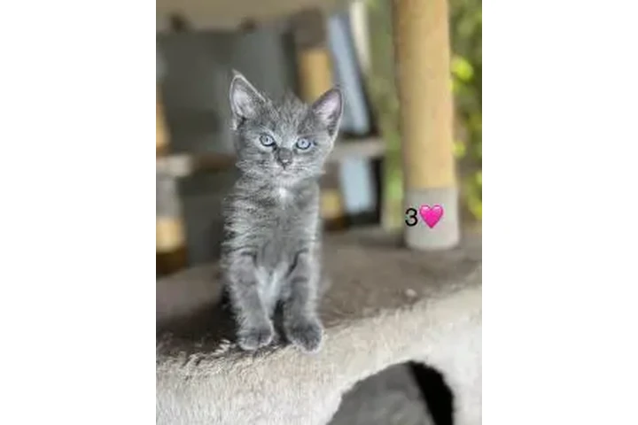 Russian Blue Kittens🐈🐈 image 4