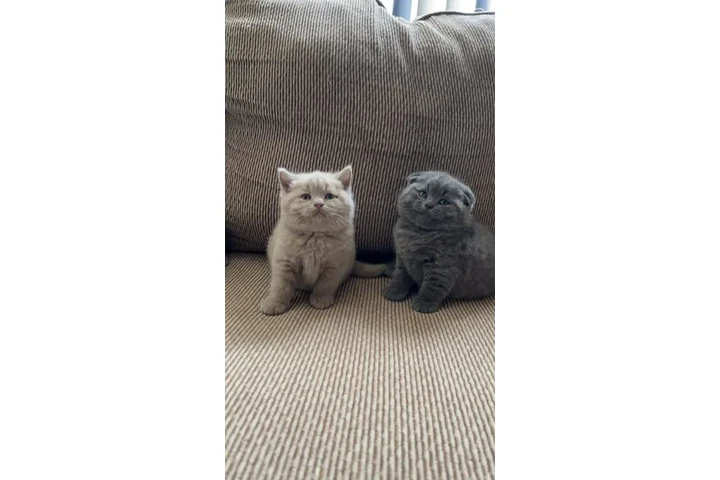 $240 : Gatitos británicos de pelo cor image 1