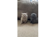 Gatitos británicos de pelo cor en Los Angeles