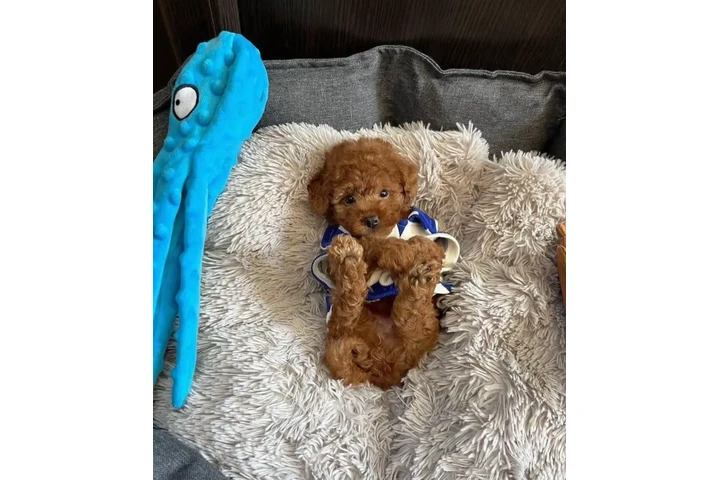 $350 : Caniche macho y hembra image 2