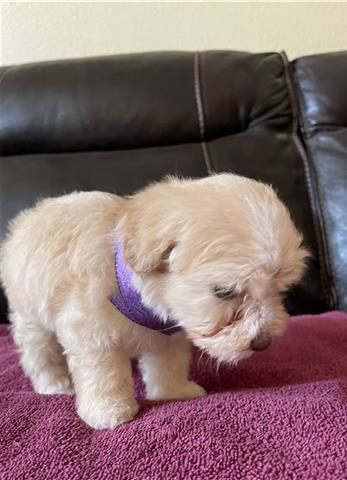 $500 : Maltese puppies for adoption image 1