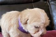 $500 : Maltese puppies for adoption thumbnail