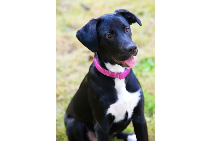 Australian Shepherd/Black Lab image 2