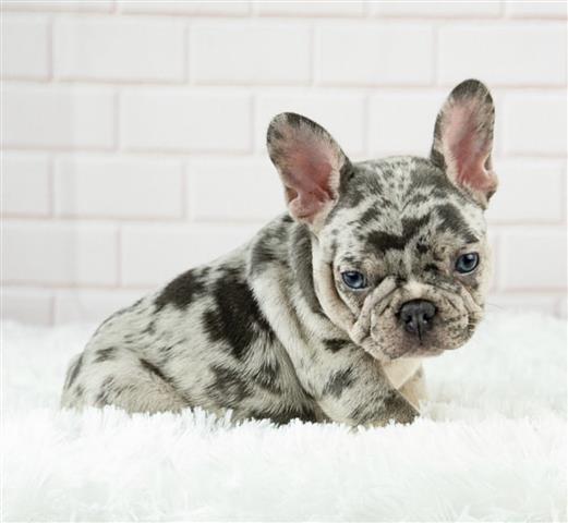 $300 : French bulldog and Pomeranian image 6