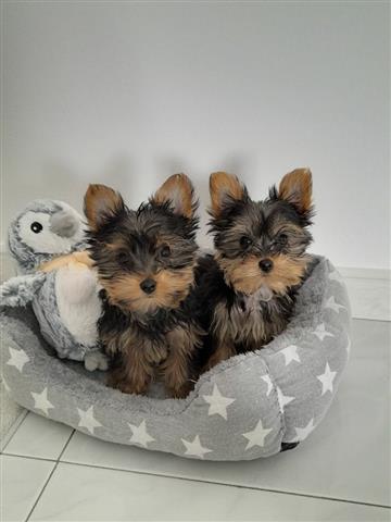 $500 : Adorables cachorros de Yorkie image 3