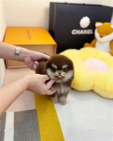 $250 : Pomeranian puppies image 3