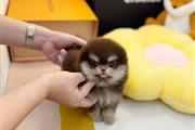 $250 : Pomeranian puppies thumbnail