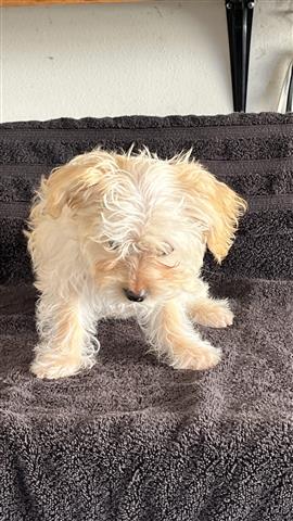 $500 : Yorkie poo image 4