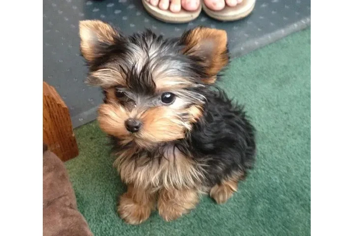 Cachorros Yorkshire Terrier image 1