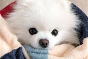 Pomeranian puppy for sale. thumbnail
