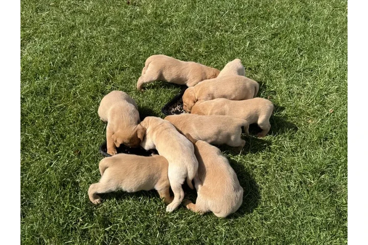 $380 : Precioso Labrador disponible image 1