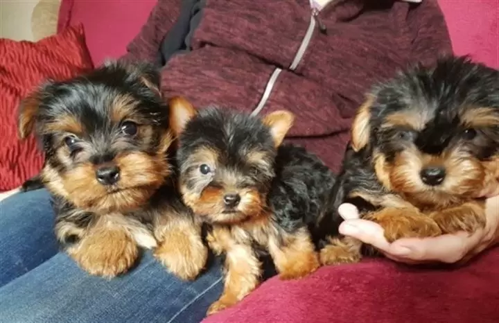 $500 : Taza de té Yorkie Puppies para image 3