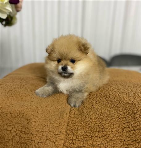 $400 : Pomeranian puppies for sale image 2