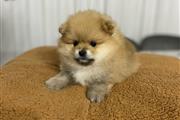 $400 : Pomeranian puppies for sale thumbnail