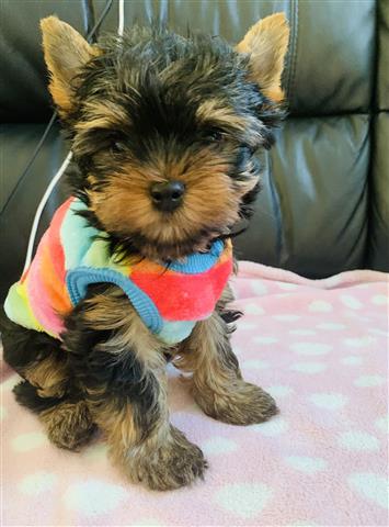 $380 : Adorable Teacup Yorkie Puppies image 1