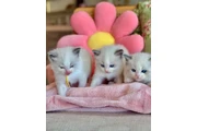Gatitas Ragdoll hembras en Long Island