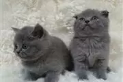 Venta de gatitos Scottish Fold