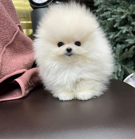 $300 : Cute Pomeranian teacup image 2