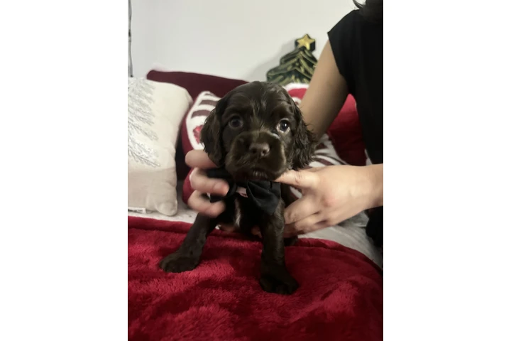 $900 : Buscando hogar para perritos image 2