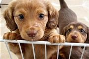 Adorables cachorros de Dachshu en Los Angeles