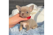 $250 : Chihuahua puppies mini thumbnail