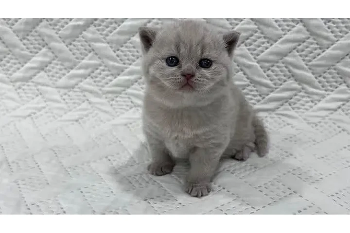 $210 : British Shorthair azul listo image 2