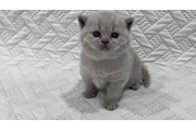 $210 : British Shorthair azul listo thumbnail