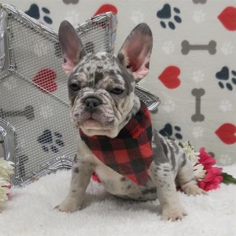 $850 : French bulldog for adoption image 1