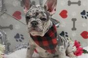 French bulldog for adoption en Nashville