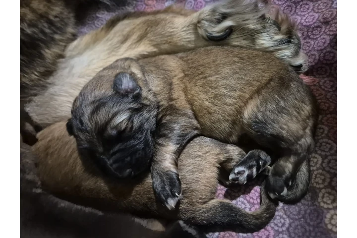 $570 : German Shepherd cute and inqui image 3