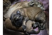 $570 : German Shepherd cute and inqui thumbnail