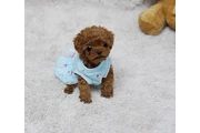 $350 : Micro Poodle thumbnail