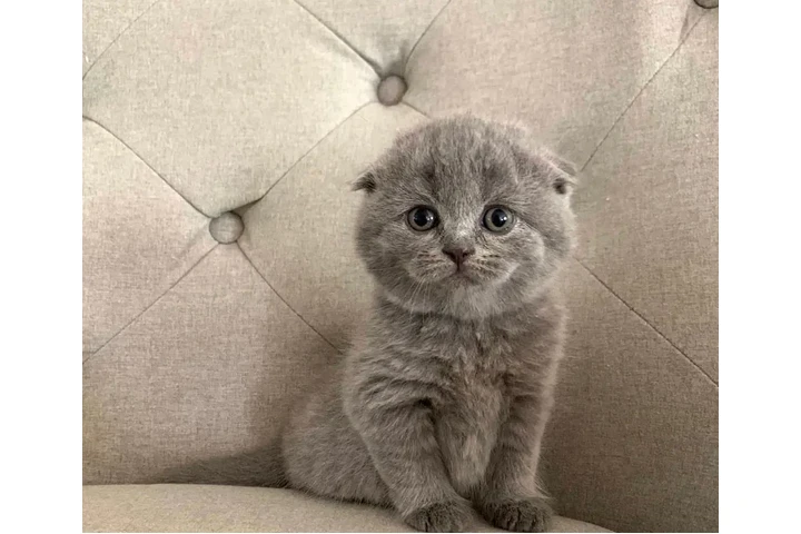 $300 : Scottish Fold Kittens For Sale image 2