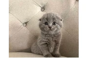 $300 : Scottish Fold Kittens For Sale thumbnail