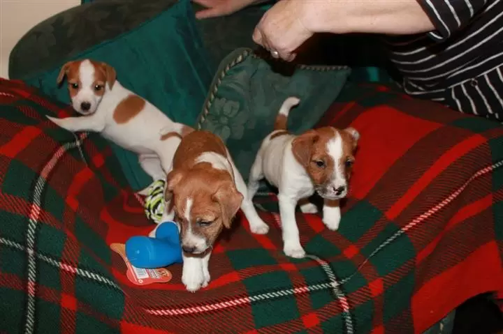 $450 : Buy Jack Russel Puppies image 1