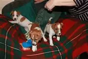 Buy Jack Russel Puppies en Boston