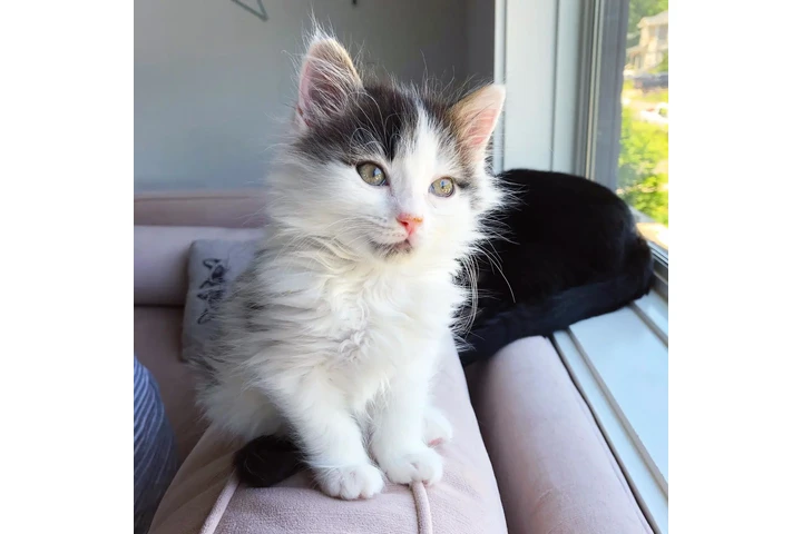 $100 : Siamese kittens image 1