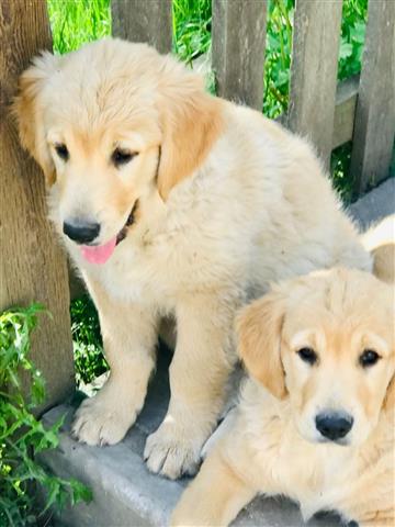 $500 : Golden retriever baby for sale image 2