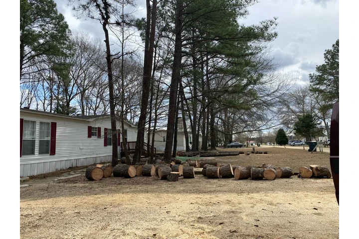 Professional Tree services image 9