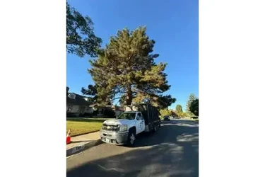 SERVICIO COMPLETO DE ÁRBOLES en Los Angeles